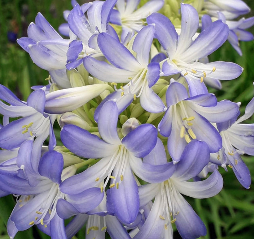Agapanthus Sea Breeze vaso 1 lt.