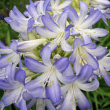 Agapanthus Sea Breeze vaso 1 lt.