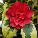 Camelia Japonica Portuense come da foto