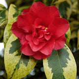 Camelia Japonica Portuense come da foto
