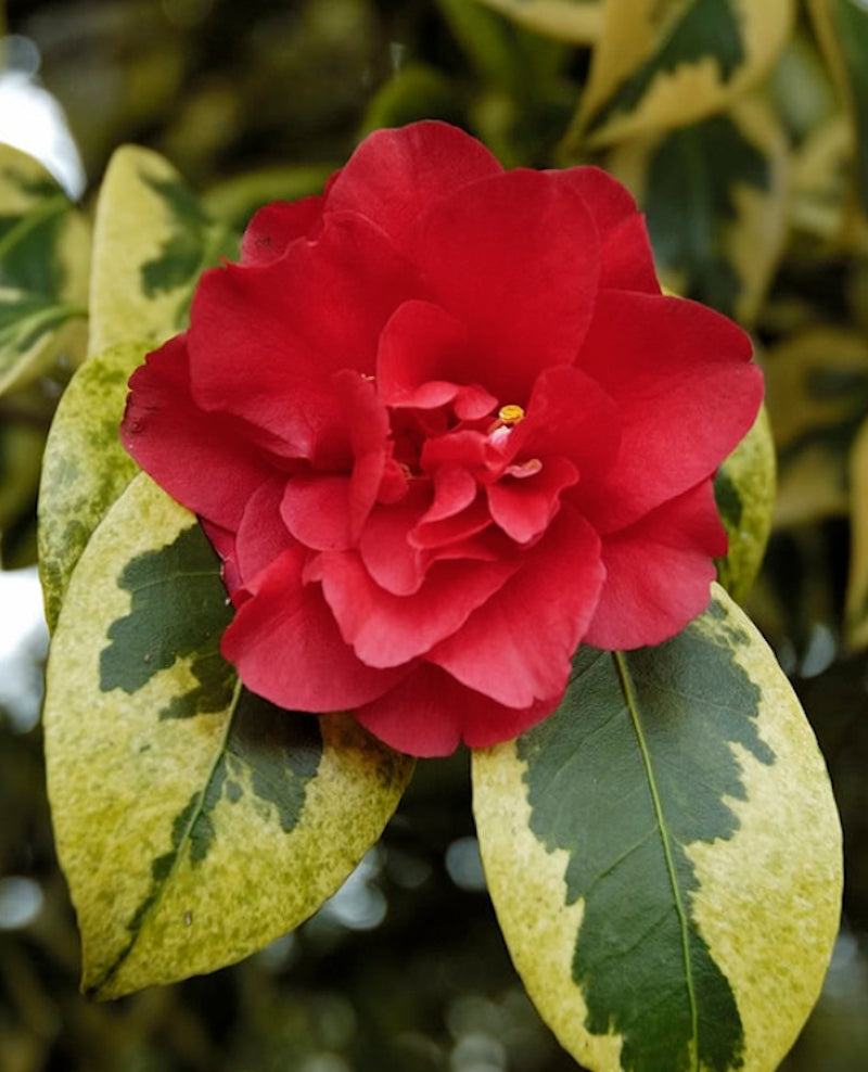 Camelia Japonica Portuense come da foto