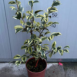 Camelia Japonica Portuense come da foto