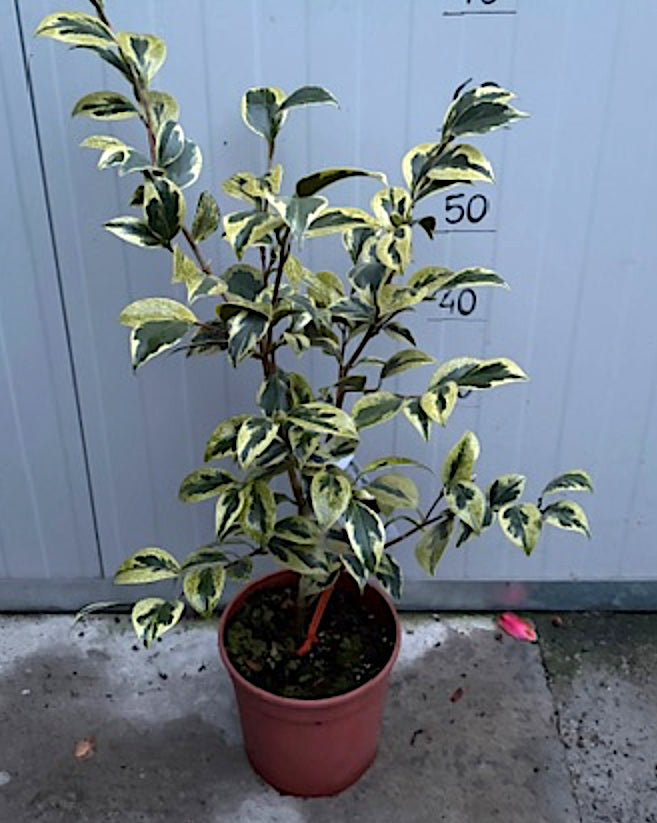 Camelia Japonica Portuense come da foto