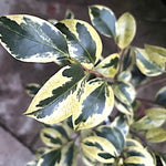 Camelia Japonica Portuense come da foto