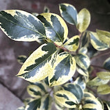 Camelia Japonica Portuense come da foto