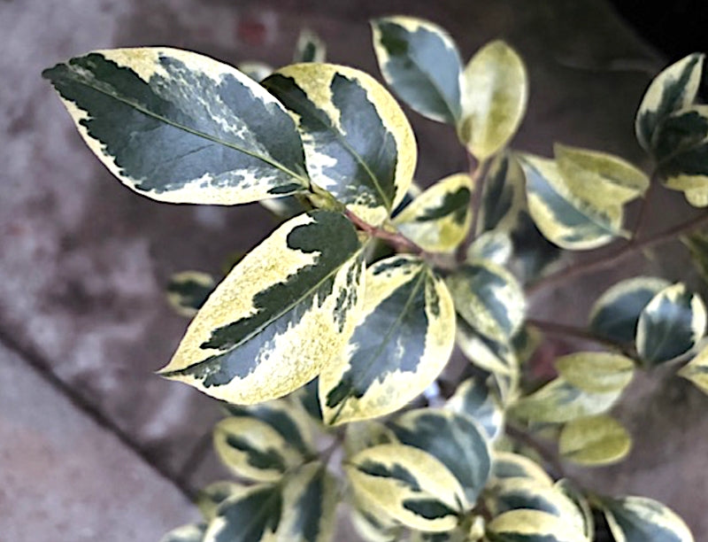 Camelia Japonica Portuense come da foto