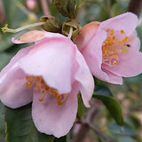 Camelia Rosiflora Roka vaso cm. 60/70