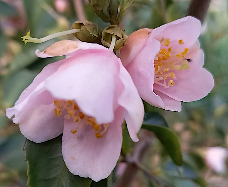 Camelia Rosiflora Roka vaso cm. 60/70