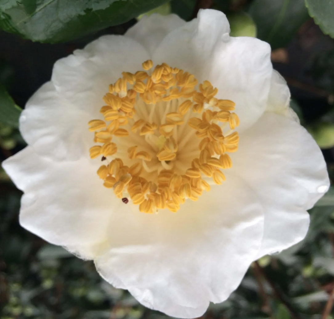 Camelia Higo Fuji vaso 18/20