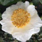 Camelia Higo Fuji vaso 18/20