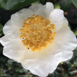 Camelia Higo Fuji vaso 18/20