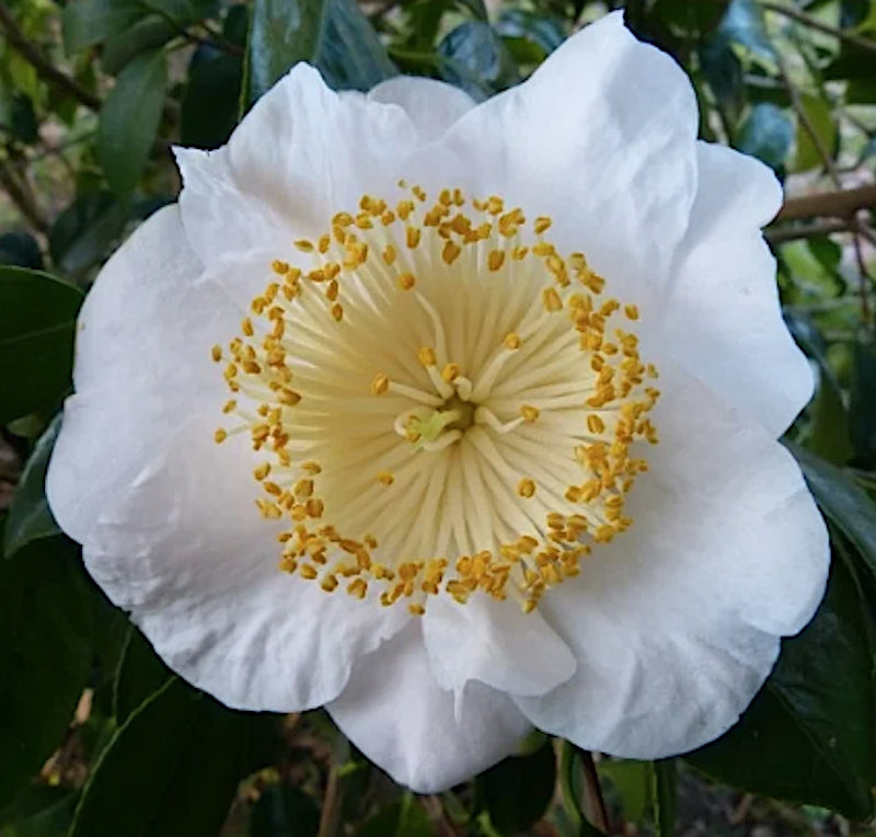Camelia Higo Fuji vaso 18/20