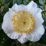 Camelia Higo Fuji vaso 18/20