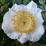 Camelia Higo Fuji vaso 18/20