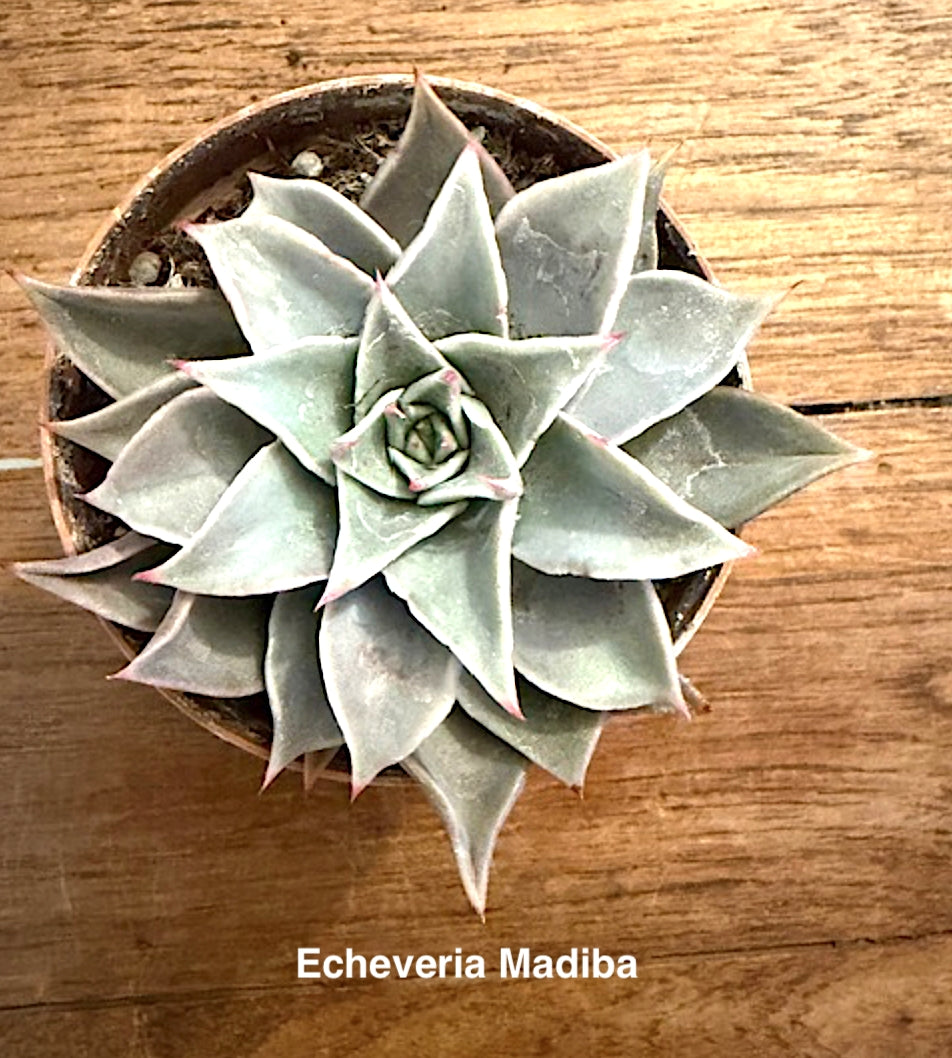 Echeveria Madiba cm. 12