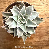 Echeveria Madiba cm. 12