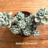Sedum Clavatum cm. 12/14