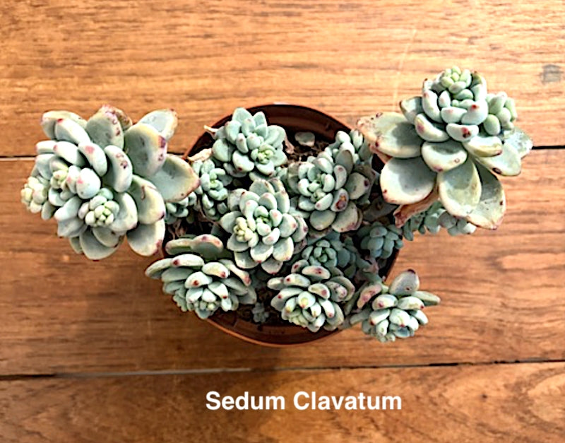 Sedum Clavatum cm. 12/14