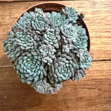 Echeveria Rundelli cm. 11/12