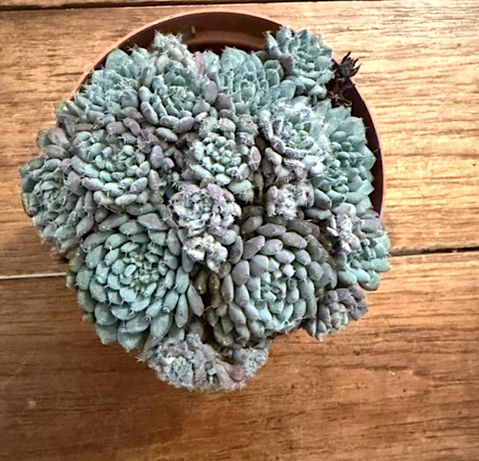 Echeveria Rundelli cm. 11/12