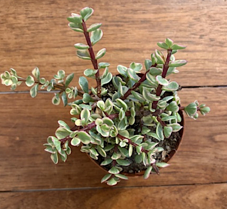 Crassula portulacaria afra variegata cm. 14/16