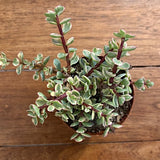 Crassula portulacaria afra variegata cm. 14/16