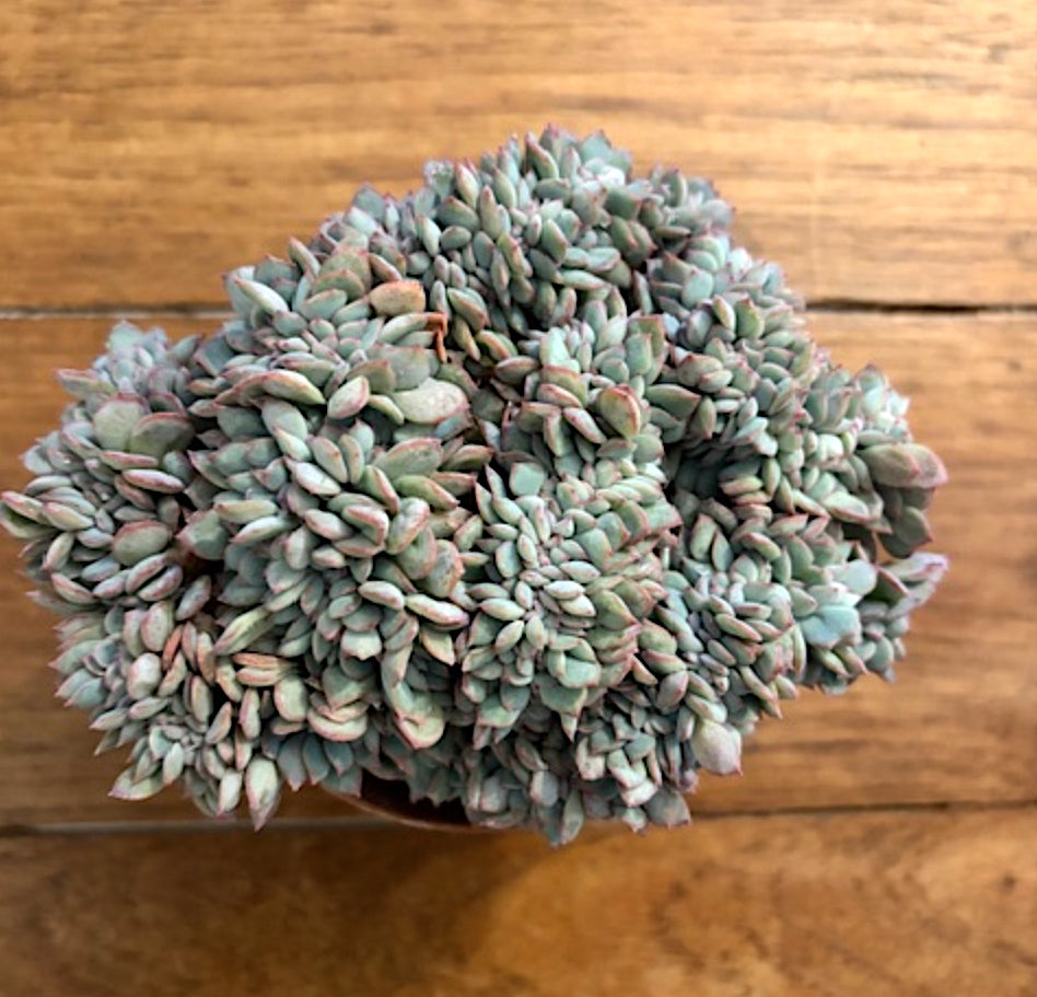 Echeveria Rundelli Crestata cm 12/14