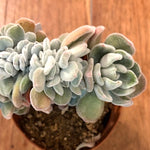 Echeveria Pulvinata Frosty Cristata cm. 12