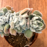 Echeveria Pulvinata Frosty Cristata cm. 12