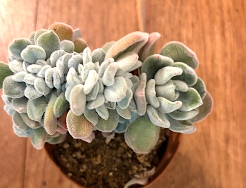 Echeveria Pulvinata Frosty Cristata cm. 12