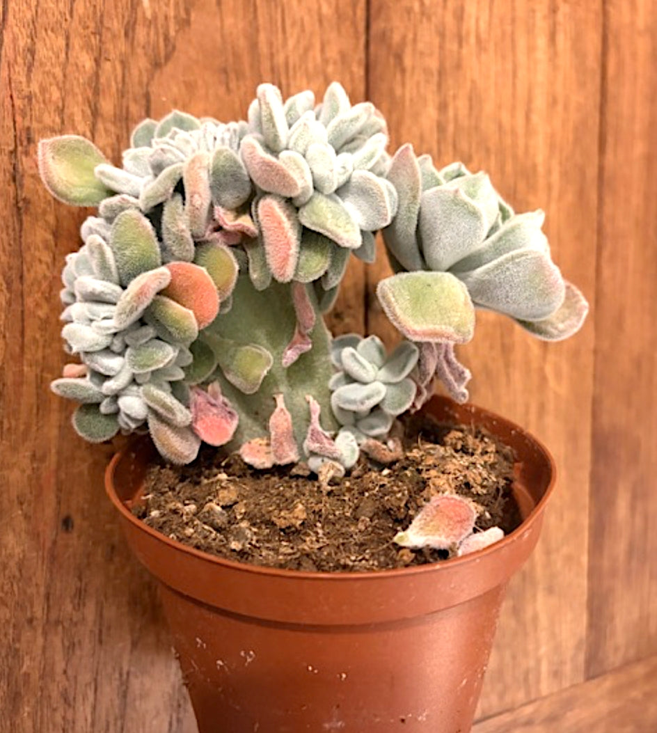 Echeveria Pulvinata Frosty Cristata cm. 12