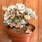 Echeveria Pulvinata Frosty Cristata cm. 12