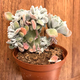 Echeveria Pulvinata Frosty Cristata cm. 12