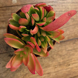 Crassula New Flame cm 12