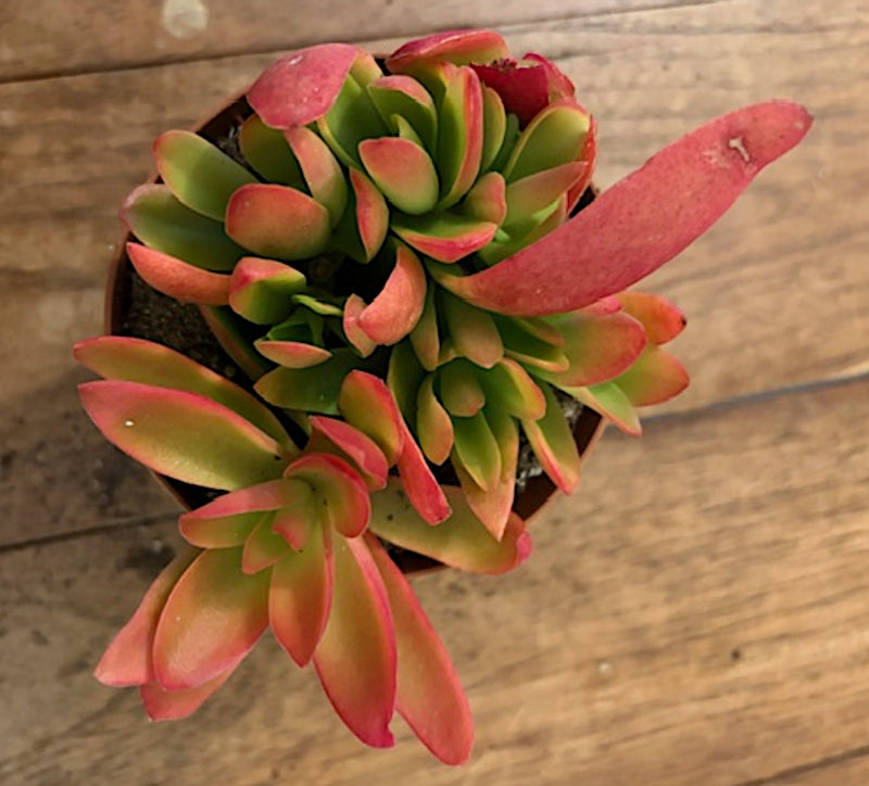 Crassula New Flame cm 12