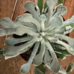 Senecio scaposus f. addoensis. cm.12/14
