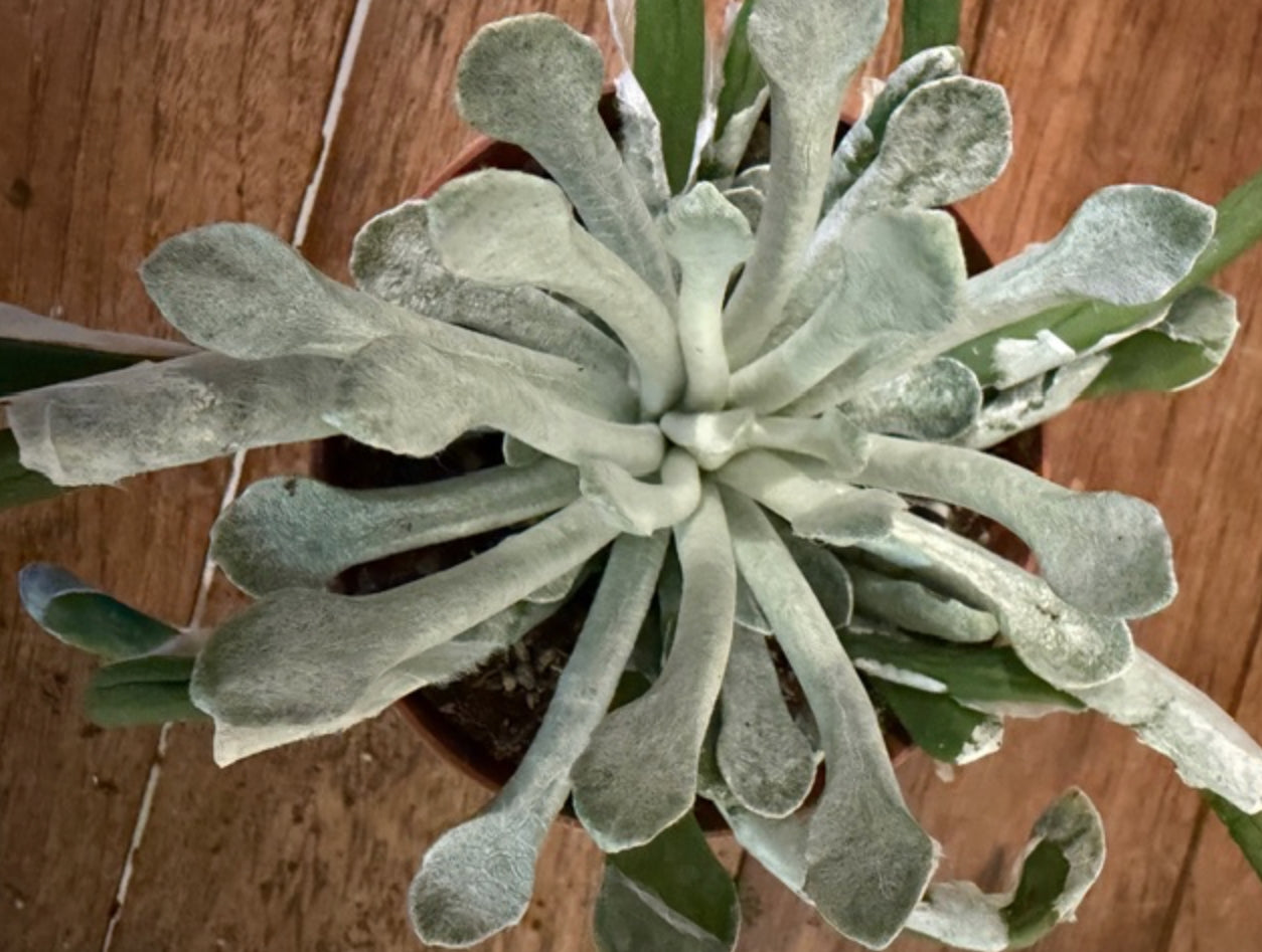Senecio scaposus f. addoensis. cm.12/14
