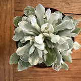 Senecio scaposus f. addoensis. cm.12/14