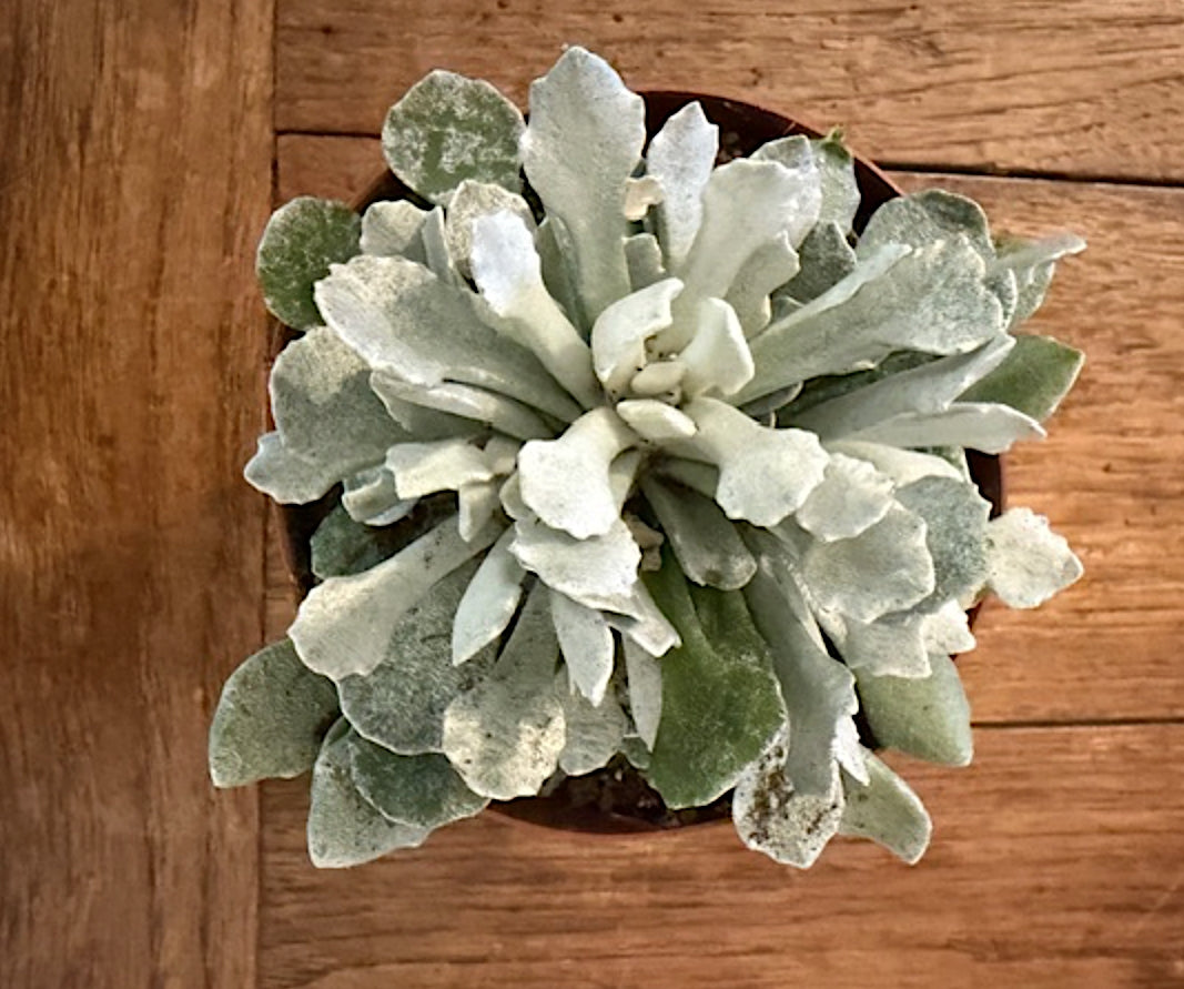 Senecio scaposus f. addoensis. cm.12/14