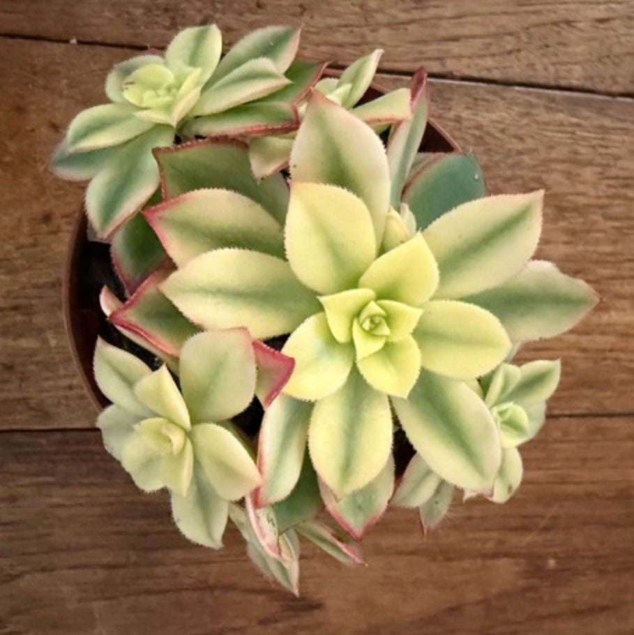 Aeonium Kiwinianum album 12 cm