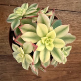 Aeonium Kiwinianum album 12 cm