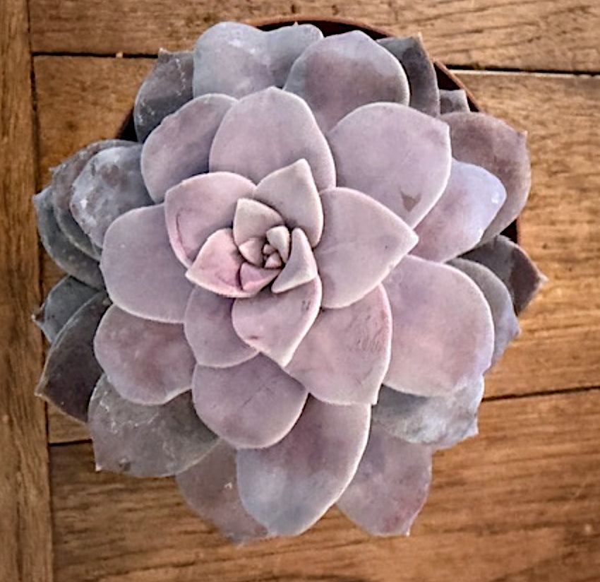 Graptopetalum pentrandum Superbum cm. 11/12