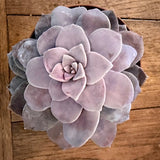 Graptopetalum pentrandum Superbum cm. 11/12