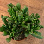 Crassula Ovata Obbit cm. 11/12