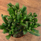 Crassula Ovata Obbit cm. 11/12