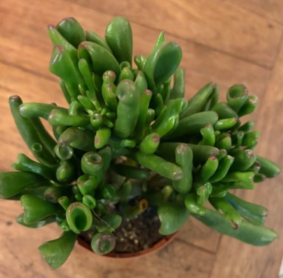 Crassula Ovata Obbit cm. 11/12