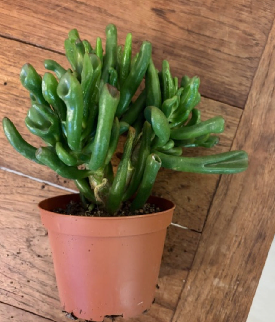 Crassula Ovata Obbit cm. 11/12