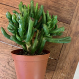Crassula Ovata Obbit cm. 11/12