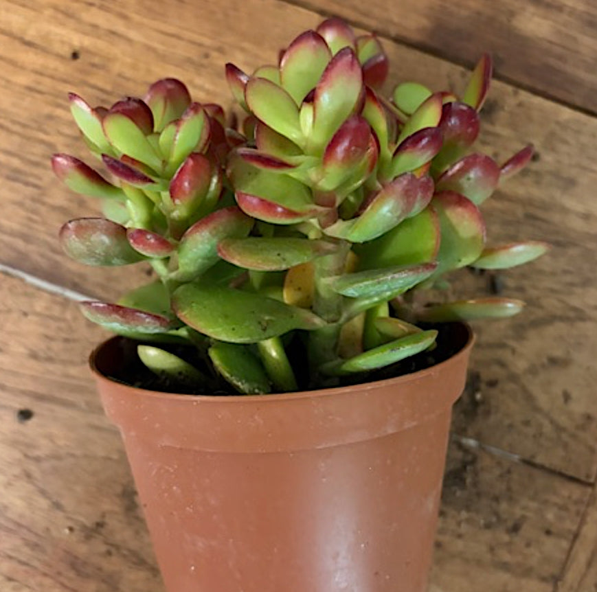 Crassula ovata Compacta cm. 10/12