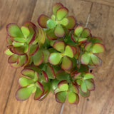 Crassula ovata Compacta cm. 10/12